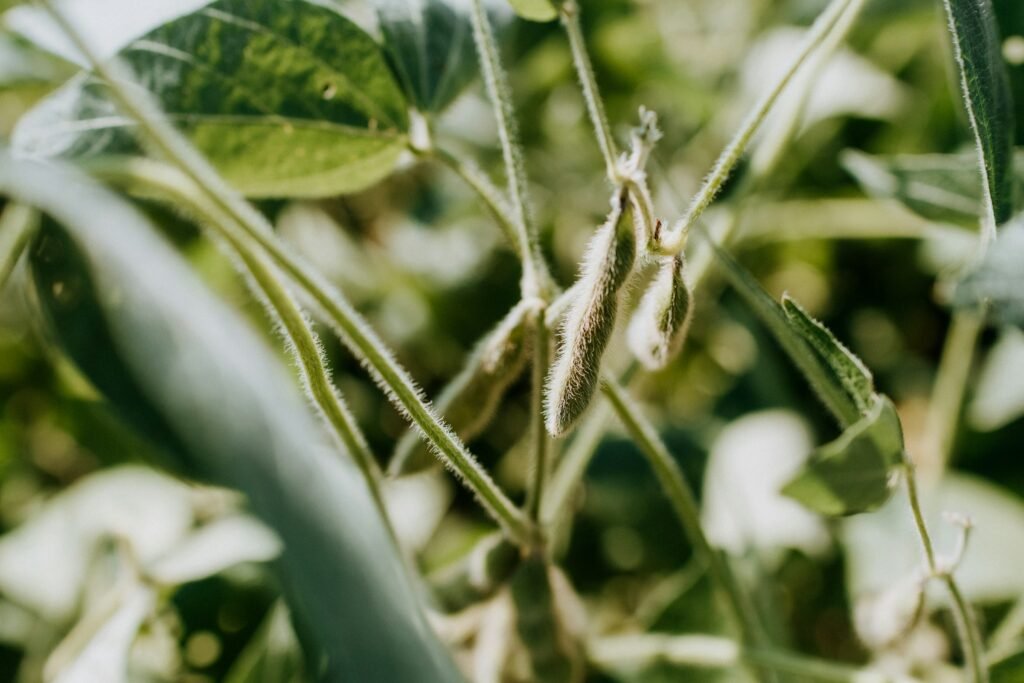 Gros plan sur une plante de soja, ingrédient clé des alternatives végétales aux produits laitiers.